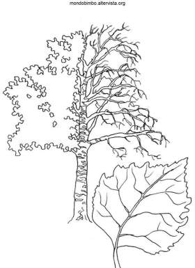 betulla bianca disegno colorare