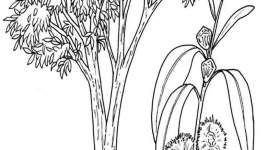 disegno colorare eucalipto
