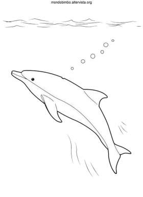disegno delfini colorare uno