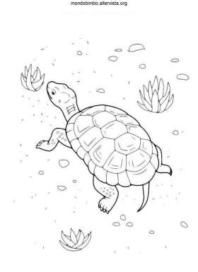 disegno tartarughe colorare uno