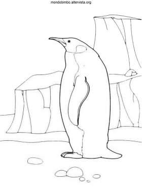 disegni pinguini colorare