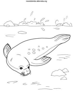 disegni foche colorare acqua