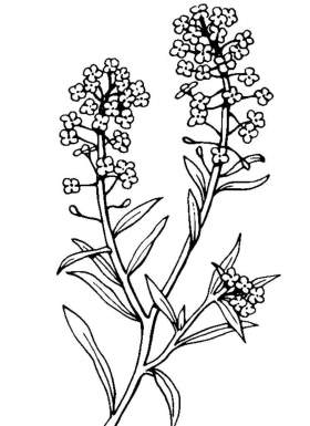 disegno fiori colorare alyssum