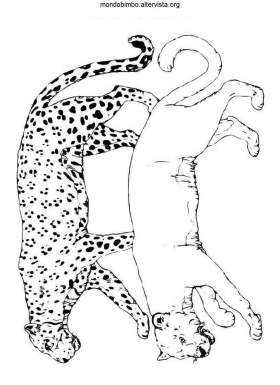 disegno leopardi colorare coppia