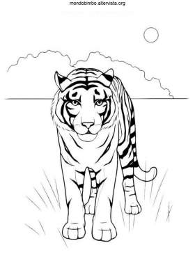 disegno tigri colorare tigre