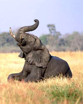 elefante barrisce