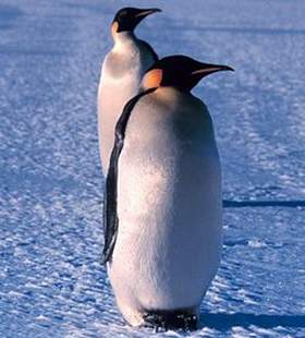 pinguino imperatore