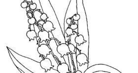 disegno fiori colorare mughetto